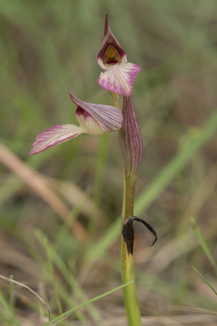 Serapias Lingua